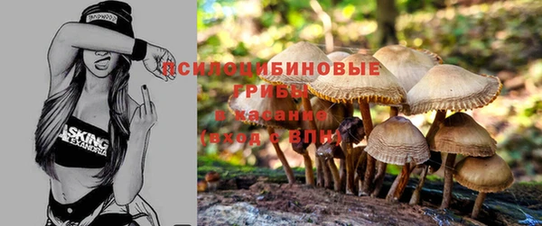 ПСИЛОЦИБИНОВЫЕ ГРИБЫ Михайлов
