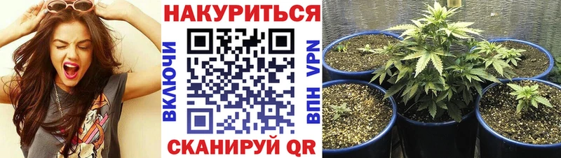 Шишки марихуана марихуана  KRAKEN ссылки  Староминская 